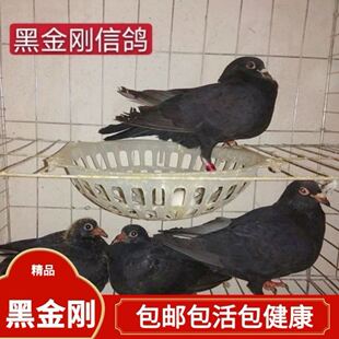 黑金刚信鸽血统鸽家飞赛鸽天落鸟成绩鸽子代好鸽子活体活物动物