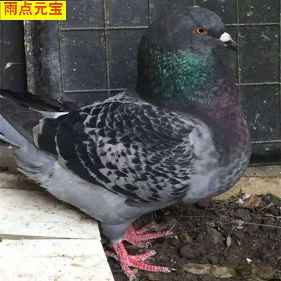 元宝鸽子一公一母正宗纯种大体活