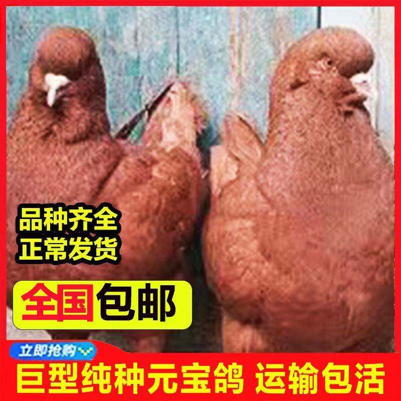 纯种下蛋鸽活体一对发巨大青年种