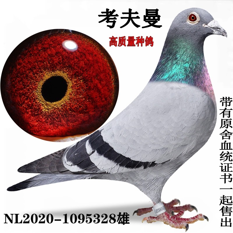 成绩鸽血统鸽公棚鸽天落种鸽信鸽