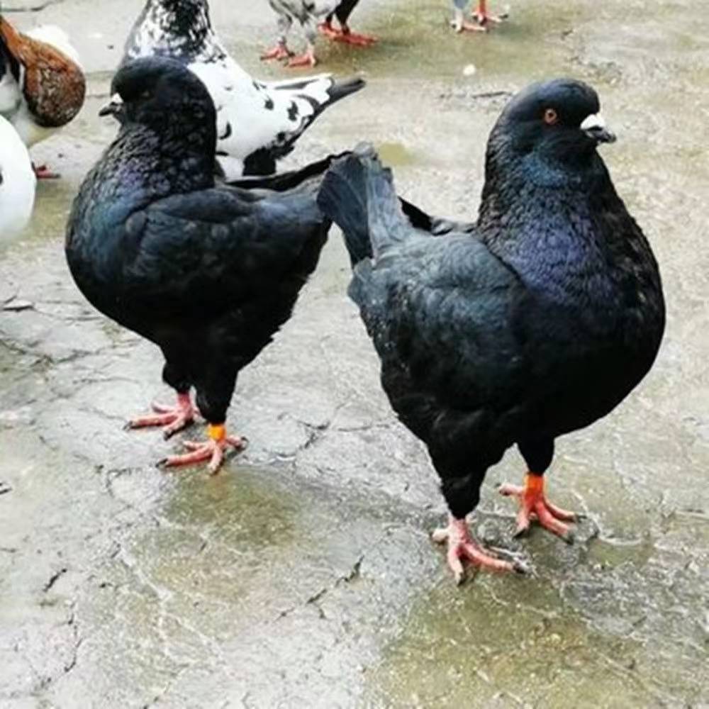 二斤活体元宝肉鸽纯种落地王鸽子