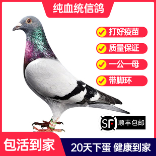 瓦灰鸽子活一对成绩鸽信鸽赛鸽鸽子原配种鸽小鸽活体幼鸽血统鸽