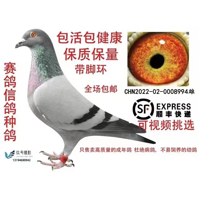信鸽种鸽公母赛鸽老鸽天落鸽子一