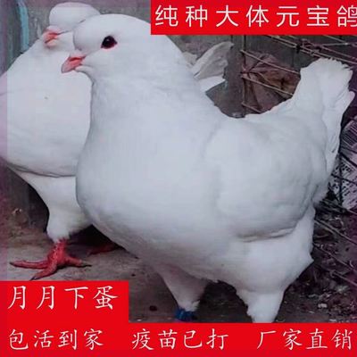纯种大体元宝鸽鸽子活物一对公一