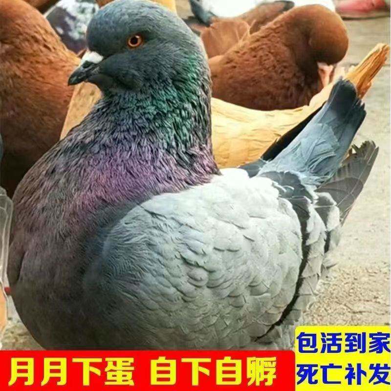 观赏鸽正宗特大体元宝鸽子一公一