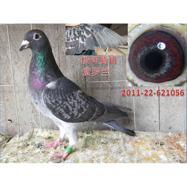 杨阿腾种鸽信鸽血统鸽成绩鸽