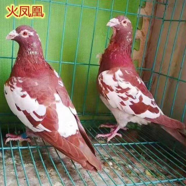 鸽子活体精品火凤凰一对原配信鸽