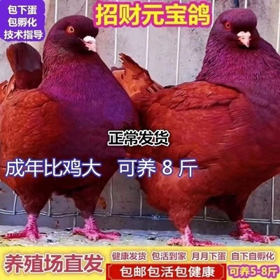 招财元宝鸽巨型纯种大体元宝鸽子活一对观赏鸽肉鸽种鸽子活物包邮