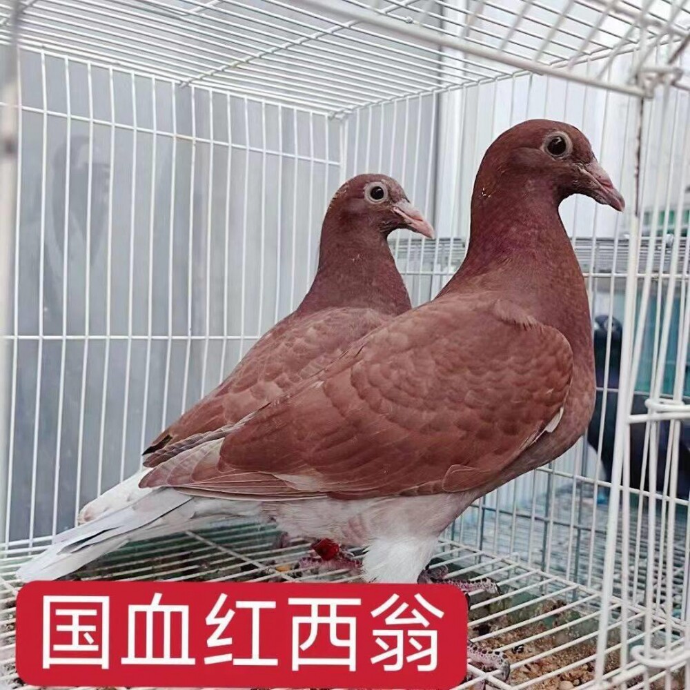 现货红西翁国血种鸽公母一对幼鸽青年鸽红色赛鸽家飞鸽血统鸽正品