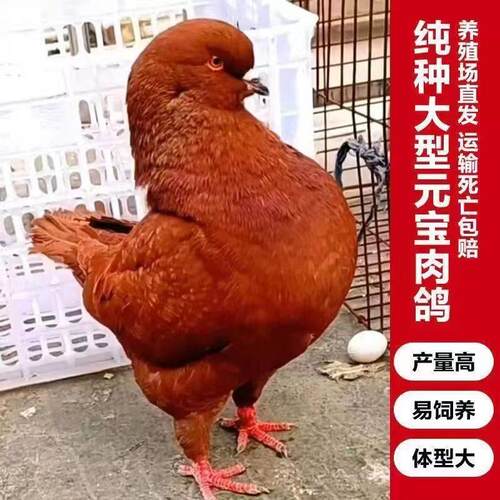 发货快元宝鸽正宗元宝鸽大体元宝