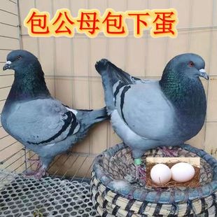 纯种落地王鸽子活物一对特大活体下蛋种鸽青年鸽幼鸽鸟类肉鸽特价