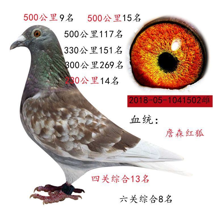 信鸽活体种鸽杨阿腾+李鸟+成绩鸽
