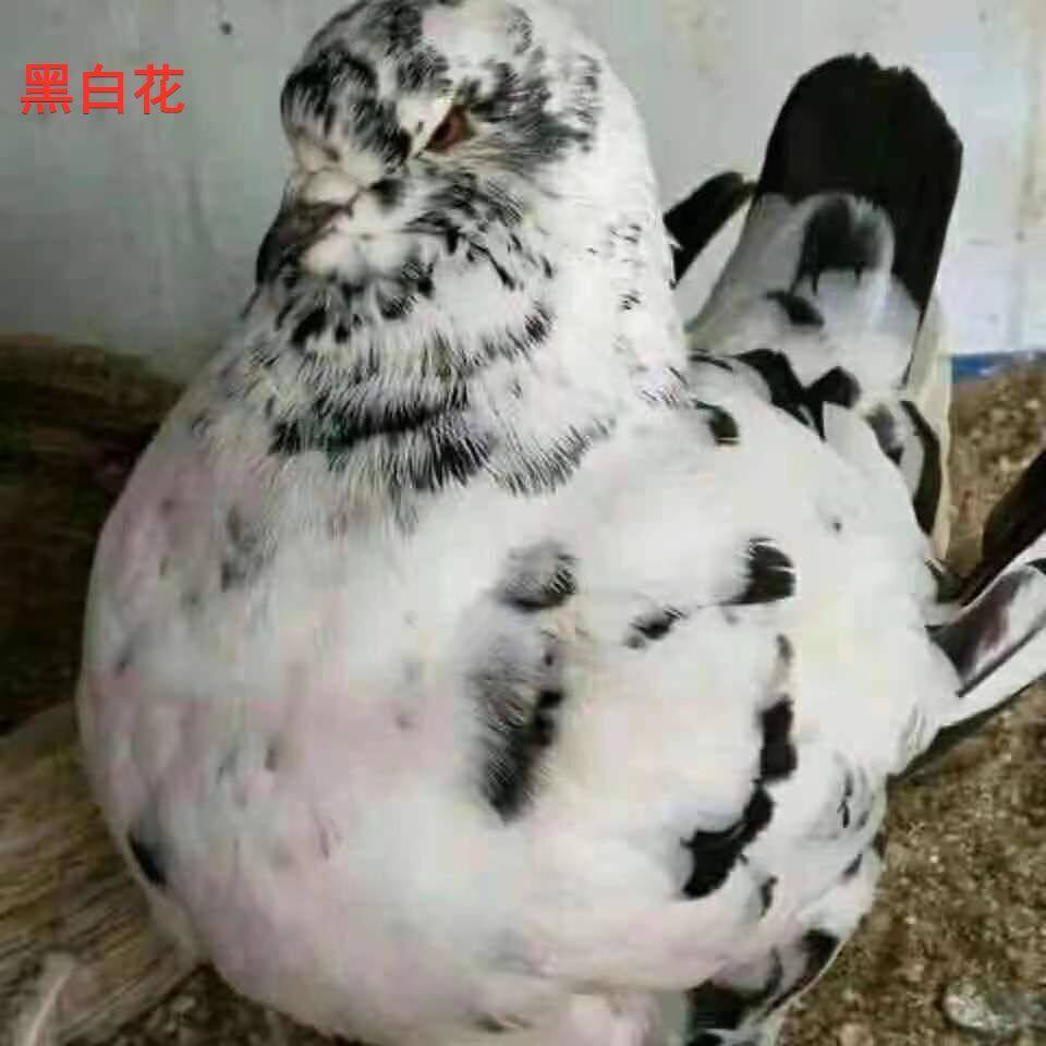 翘体一对正宗大体元宝鸽公斤鸽