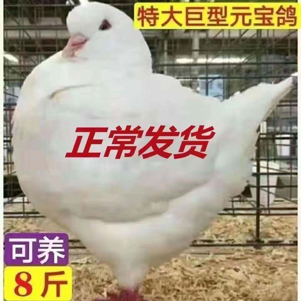包邮元宝鸽子超大体巨型鸽子种鸽