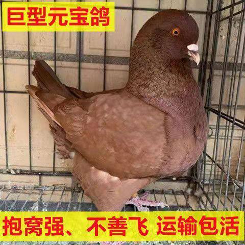 大体正宗纯种鸽青年种鸽一对包活