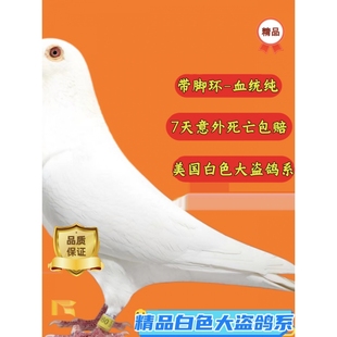 鸽子活物一对白色信鸽白色大盗村松白锡坤白信鸽种鸽幼鸽一对赛鸽