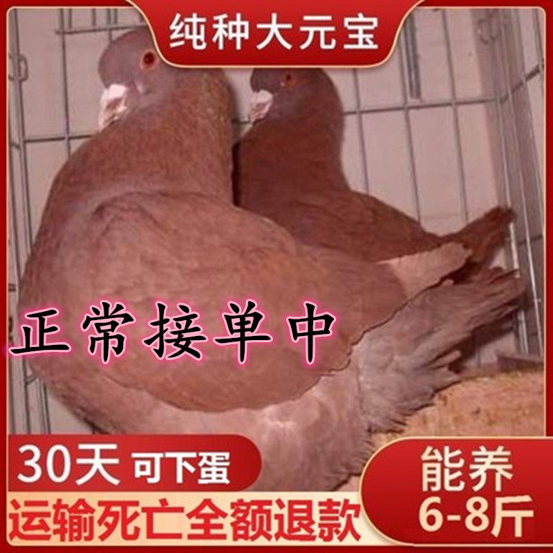 元宝鸽正宗元宝鸽鸽子活一对鸽子