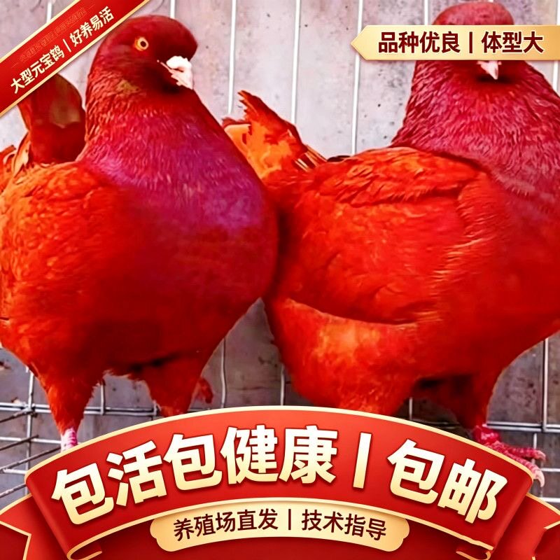 大型纯种元宝鸽大体鸽子活物一对种鸽活体巨型肉鸽包下蛋宠物包邮