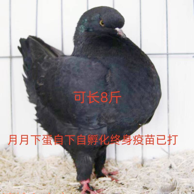 巨大青年种鸽健康发包邮包活到家