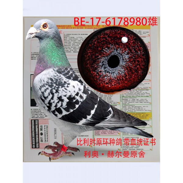 比利时原环信鸽活体杨阿腾吴淞信鸽赛鸽血统鸽公棚鸽成绩鸽种鸽3