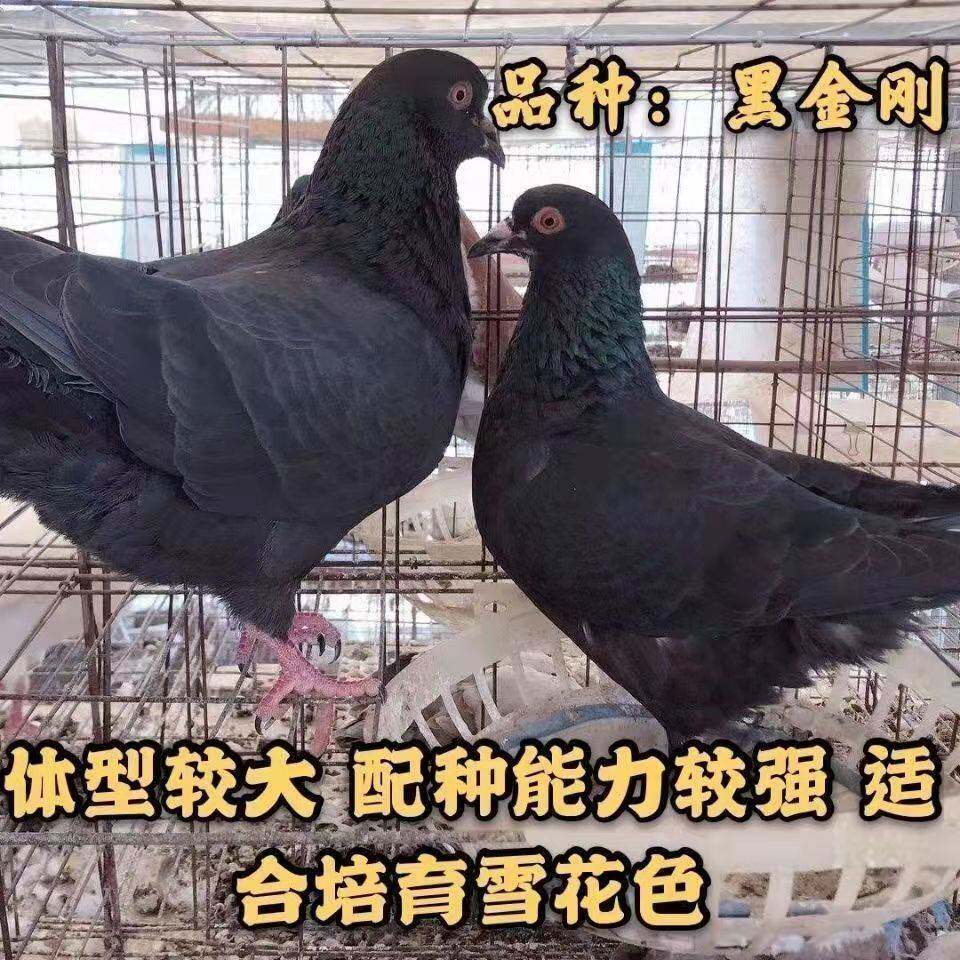 纯种落地王鸽子活物一对特大型瓦