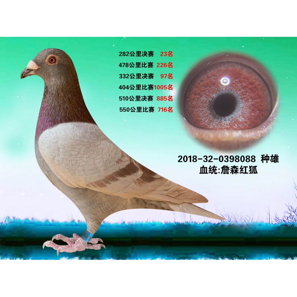 成绩鸽血统鸽赛鸽信鸽幼鸽