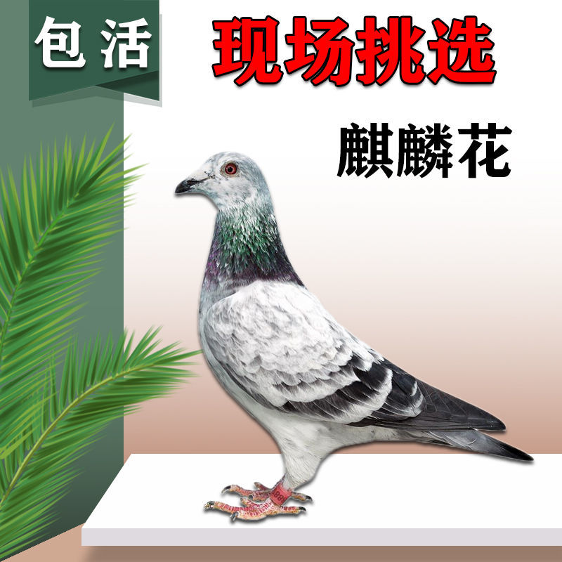 鸽子活物一对赛鸽信鸽肉鸽观赏鸽