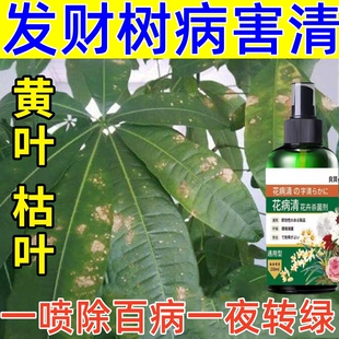 发财树黄叶枯叶烂根专用药掉叶黄斑白斑病叶斑病杀菌剂肥料营养液