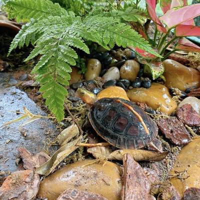 新款黄缘龟专用缸安缘台缘闭壳乌龟生态养殖箱半水龟饲养环境植物