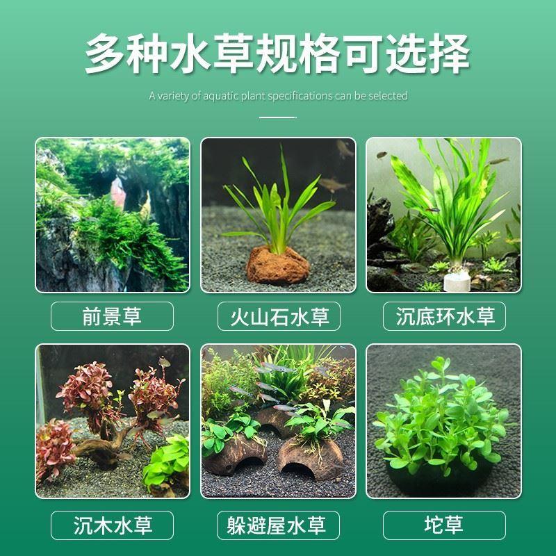 绿菊水草植物活净水真草鱼缸水草造景阴性草缸新手中后景懒人套餐