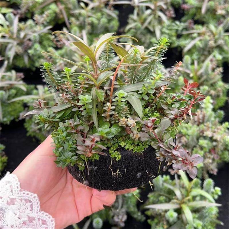 水陆缸造景日式坨草鱼缸水草植物真草阴性淡水鱼草新手懒养乌龟