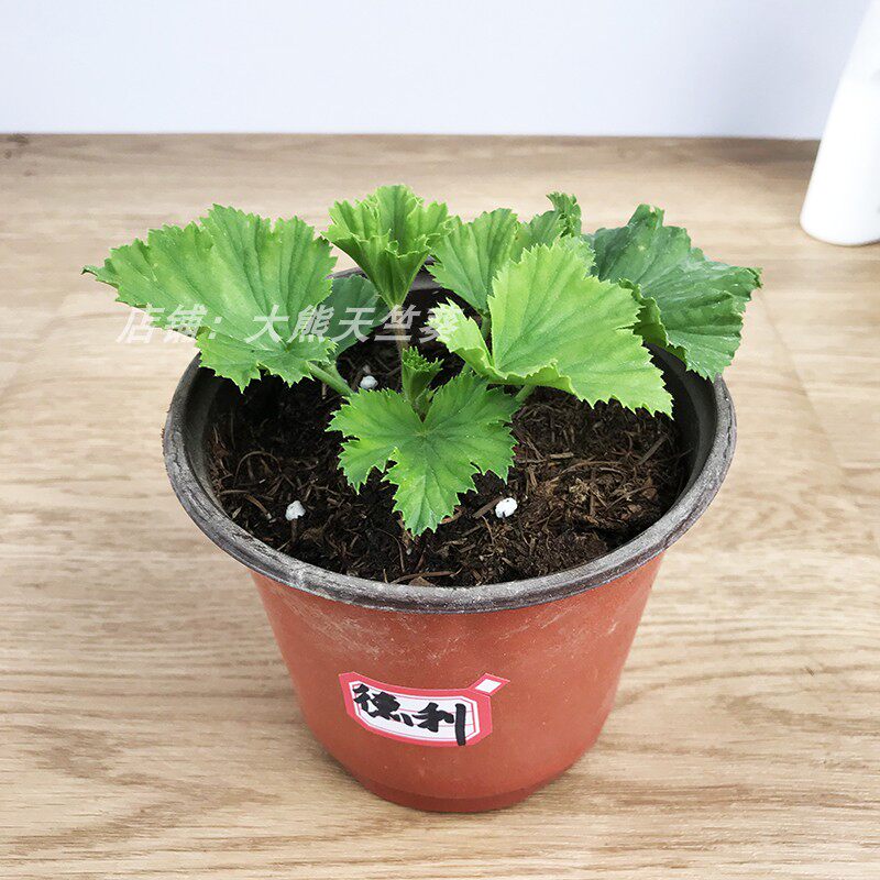 大熊天竺葵 品种德利 蝴蝶梅大花天天竺葵小苗花苗z四季包对版