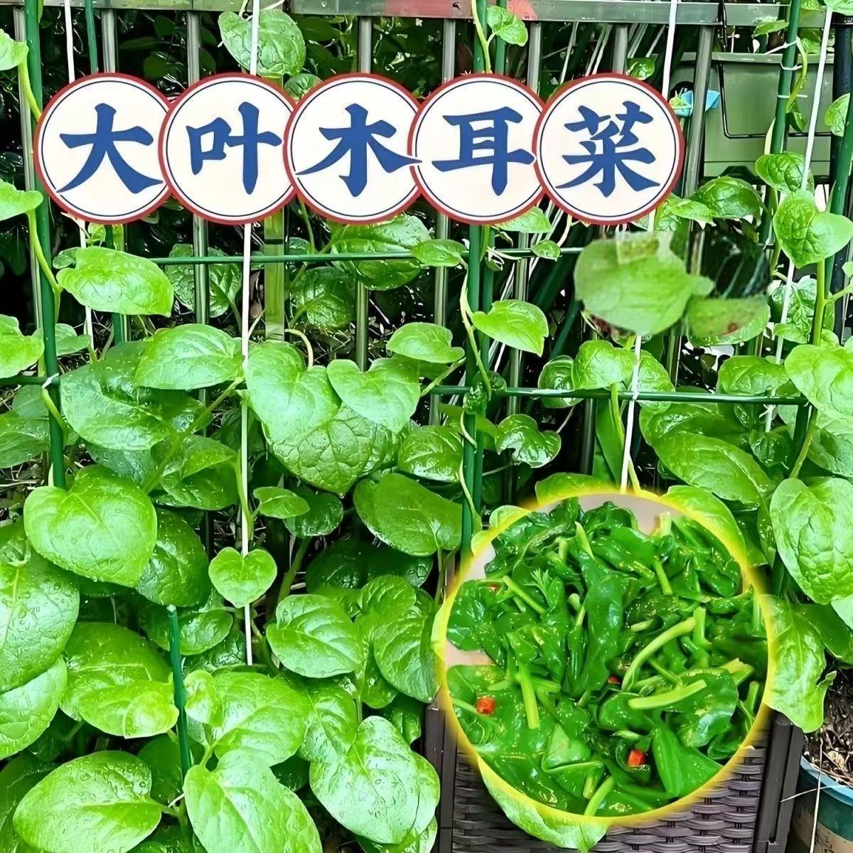 木耳菜应季新鲜现摘现发圆厚叶豆腐菜木耳菜新鲜蔬菜包邮自种蔬菜