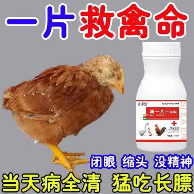 鸡病全治养鸡专用药鸡鸭鹅救命药禽一片急救一粒活鸡瘟鸡病用