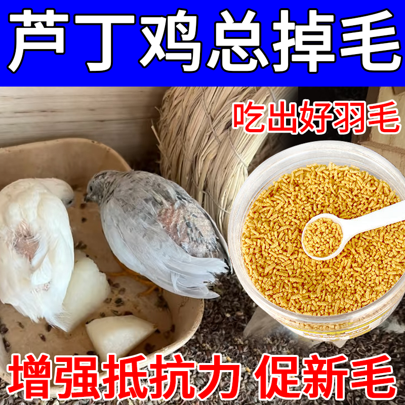 芦丁鸡秃背啄羽防秃背掉毛啄羽补钙羽毛生长电解多维