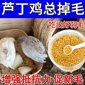 芦丁鸡秃背啄羽防秃背掉毛啄羽补钙羽毛生长电解多维