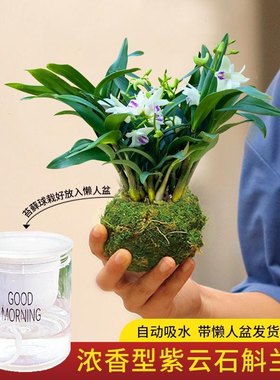 红心石斛 冬季开花清仓石斛兰懒人浓香型阳台耐寒室内水培花卉