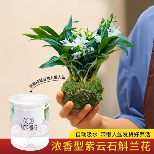 红心石斛 带花苞清仓石斛兰懒人浓香型阳台耐寒室内水培花卉