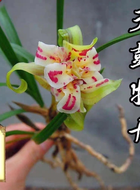 春兰老种奇花天彭牡丹兰花苗带花苞浓香型花卉室内好养易活绿植