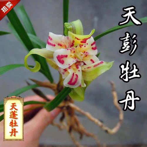 春兰老种奇花天彭牡丹兰花苗带花苞浓香型花卉室内好养易活绿植