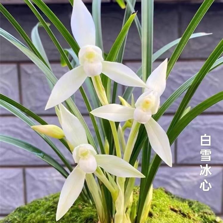 名贵精品带花苞 兰花苗雪影 春兰浓香型 兰花室内客厅阳台盆栽