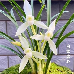 名贵精品带花苞 兰花苗雪影 春兰浓香型 兰花室内客厅阳台盆栽