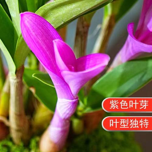 七彩香水石斛兰花四季开好养