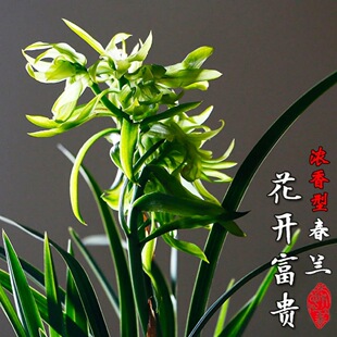 春兰奇花带花苞  【花开富贵】 国兰奇花盆栽室内观花植物奇草