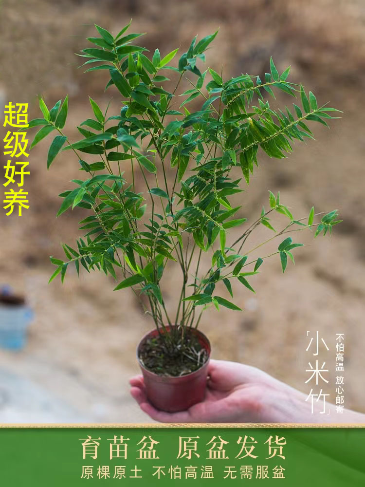 米竹盆景植物室内微观盆景凤尾竹观音竹观赏竹子庭院小型米竹盆栽