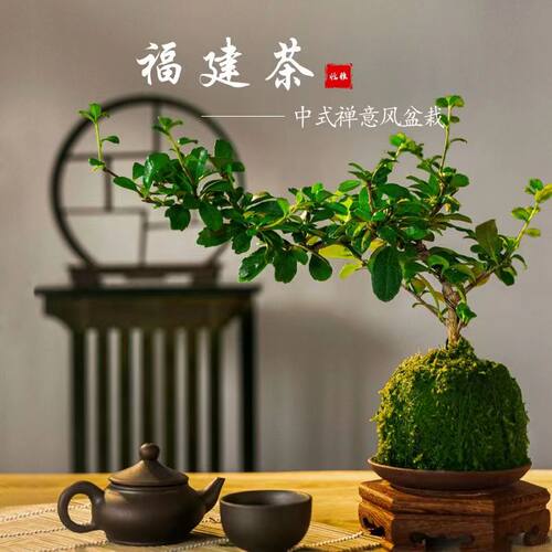 福建茶盆景悬崖飘枝造型室内茶桌办公室好养绿植净化空气植物盆栽