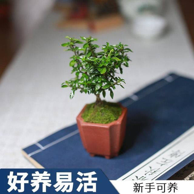 姬丁香木日本迷你盆栽八房性丁香小盆景绿植开花办公室桌面好养活