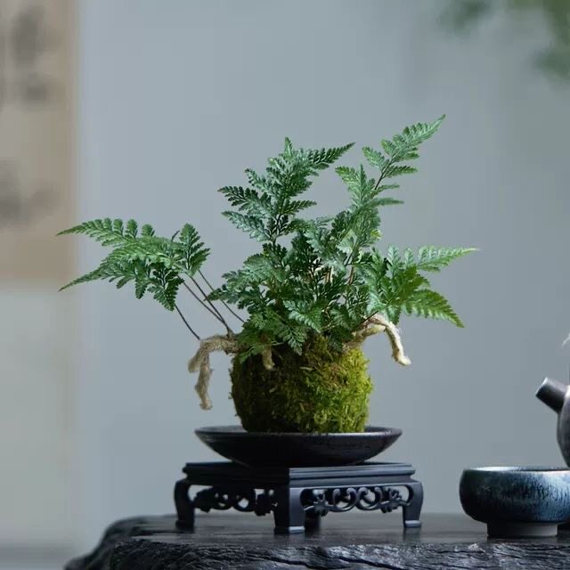 狼尾蕨盆栽蕨类植物耐阴室内绿植小盆景办公室桌面茶几净化空气花