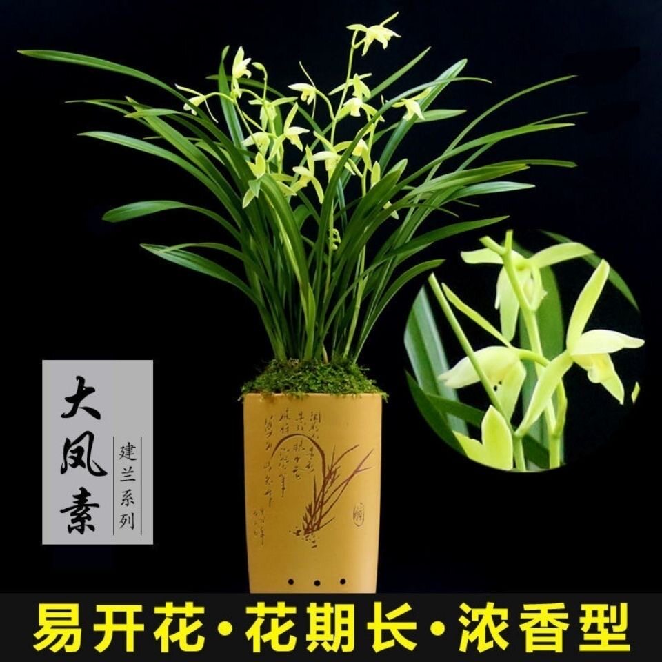 兰花苗带花苞老种大凤素开花机器浓香型盆栽植物室内四季好养