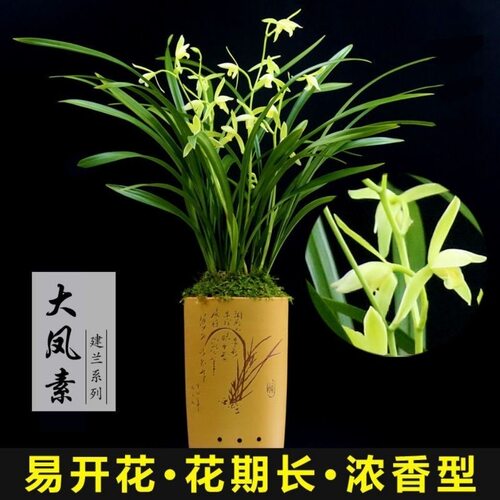 兰花苗带花苞老种大凤素开花机器浓香型盆栽植物室内四季好养